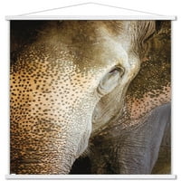 Бет Шеридан-Индиски Слон Ѕид Постер Со Дрвена Магнетна Рамка, 22.375 34