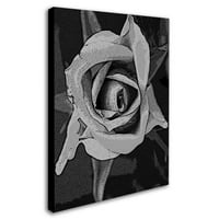 Трговска марка ликовна уметност црно -бела роза wallидна уметност од платно од Пети Таггл