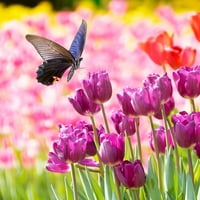 Van Zyverden Tulip Pride Mi Dormant цветни светилки, Full Sun, повеќебојно, годишно