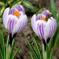 Van Zyverden Crocus Pickwick Dormant цветни светилки, Full Sun, Multicolor, Годишно