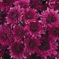 Подобри домови и градини 14 Виолетова розова градина во живо растенија во QT Square Pot