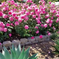 Вистински Цут Од Алтман Растенија 8QT Вистинска Инспирација Светло Розова Роза Живо Растение Тенџере