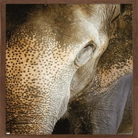 Бет Шеридан - Индиски Слон Ѕид Постер, 14.725 22.375