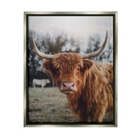 Слупел индустрии Хајленд говеда крава гледајќи топол сончев портрет фотографија сјај сиво лебдечки врамен платно печатење wallидна уметност, дизајн од Дакота Динер