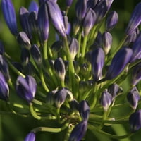 Ван Зиверден Агапант, сина сет на растителни корени, сино целосно сонце цветни lbs