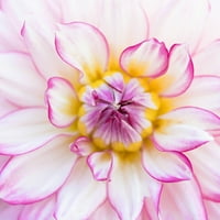 Ван Зиверден Дахлија Орион, заспана цветна сијалица, полно сонце; 6+ч. Директно сонце, мулти-боја