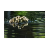 Yc tian 'Cute Baby Baby Canada Geese ’платно уметност
